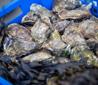✅♻️🦪​​Collecte exceptionnelle de coquilles d’huîtres du 22 décembre au 5 janvier